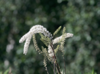 Black Cohosh for Menopause Relief